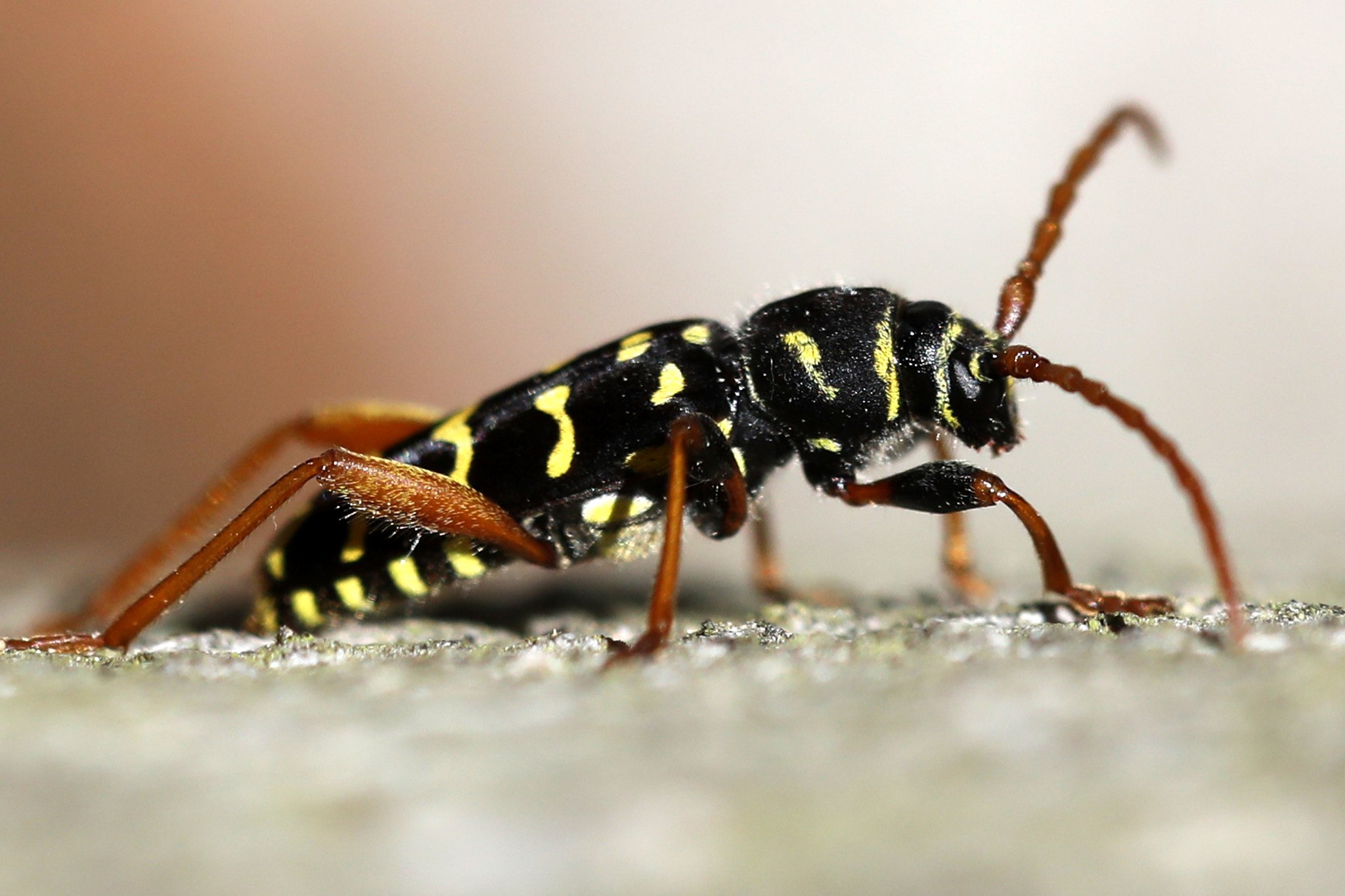 Plagionotus arcuatus