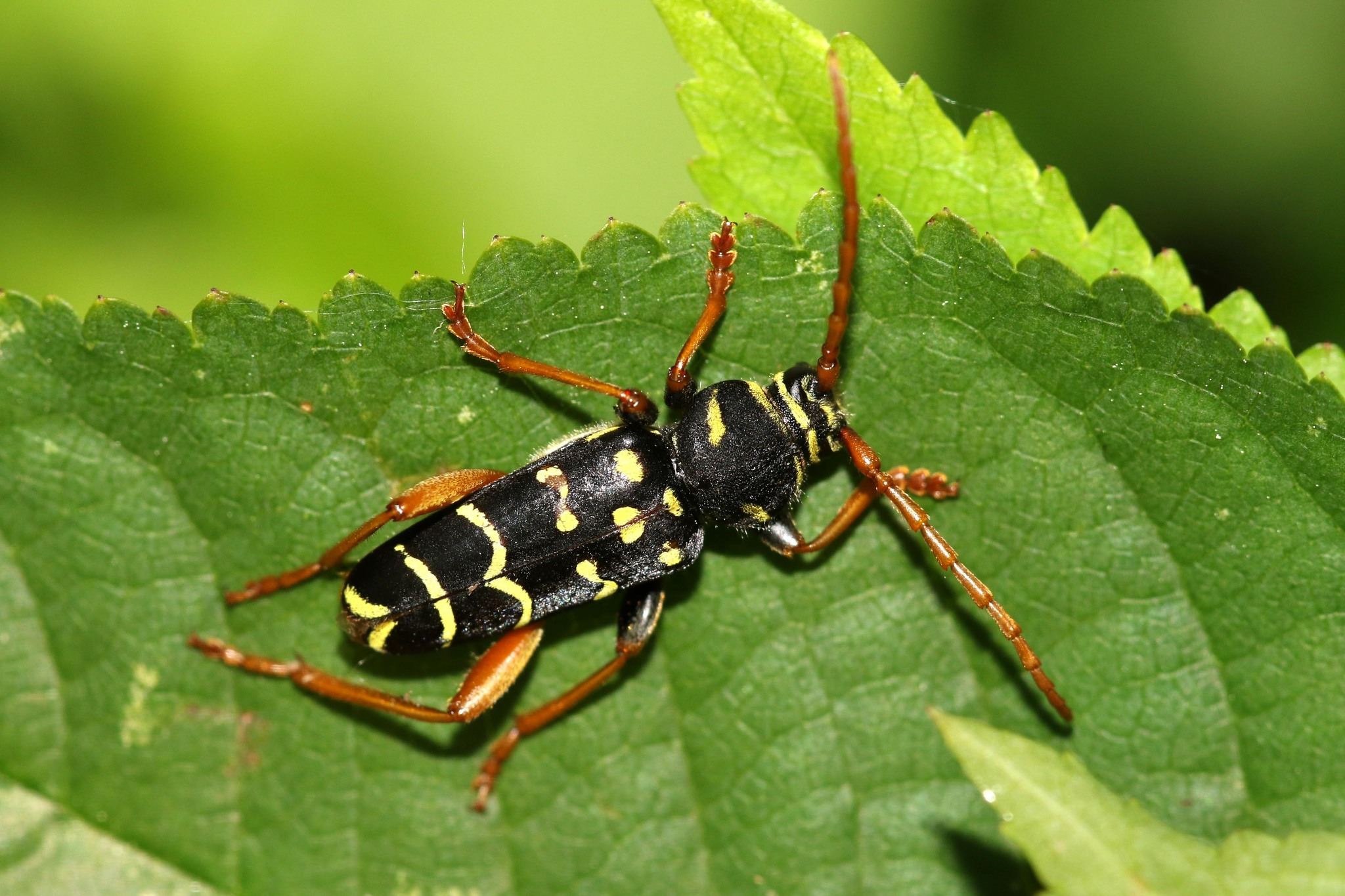 Plagionotus arcuatus