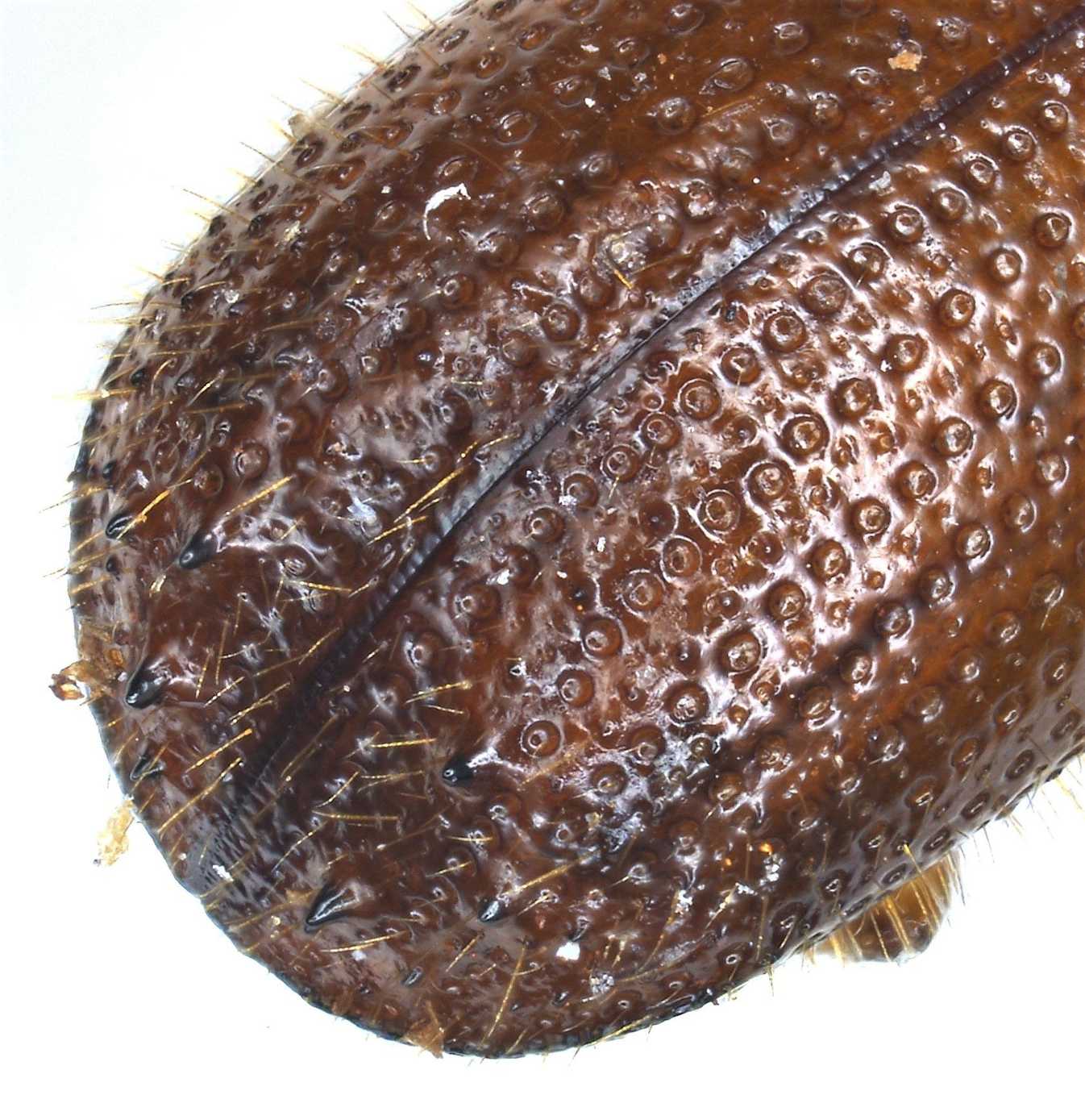 Ambrosiodmus hagedorni