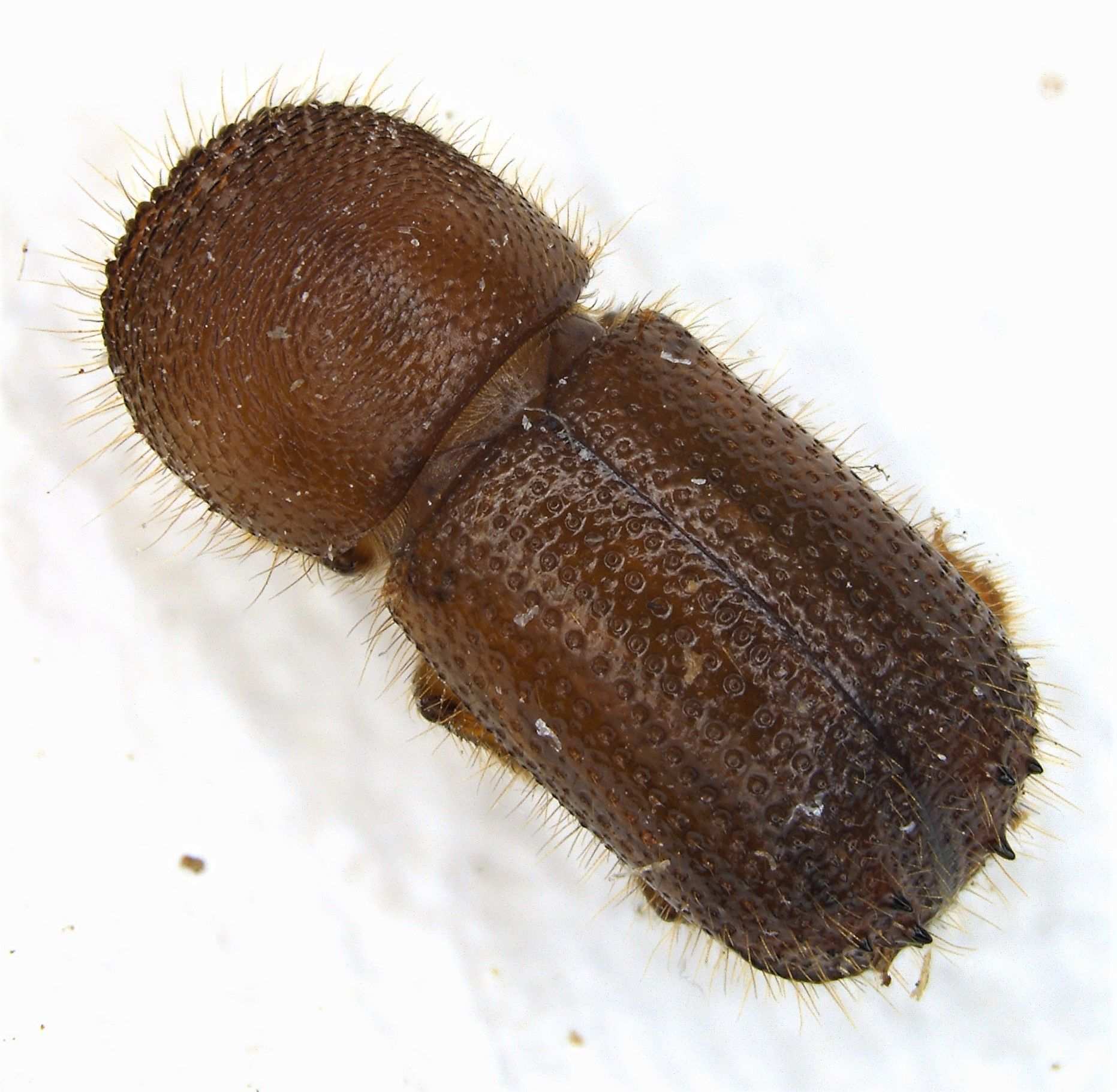 Ambrosiodmus hagedorni