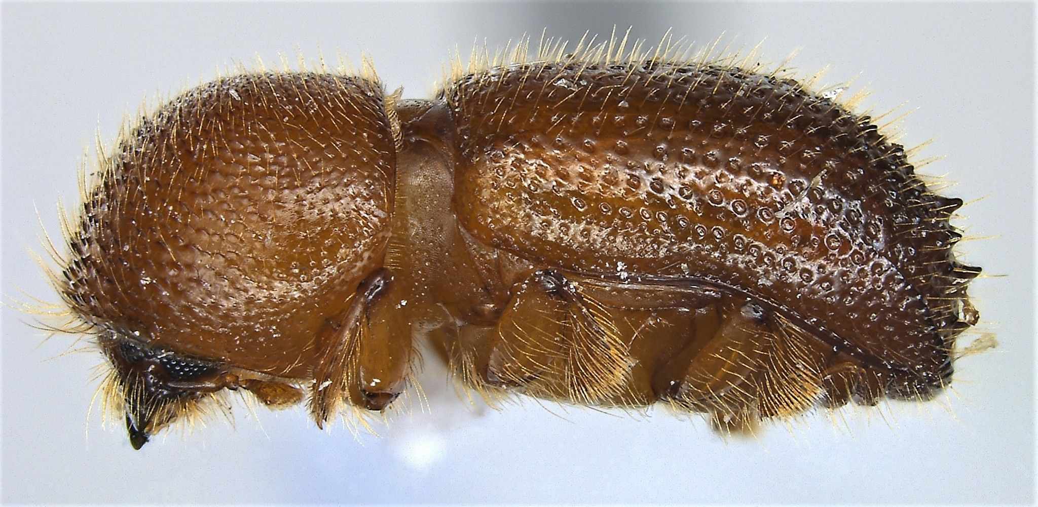Ambrosiodmus hagedorni