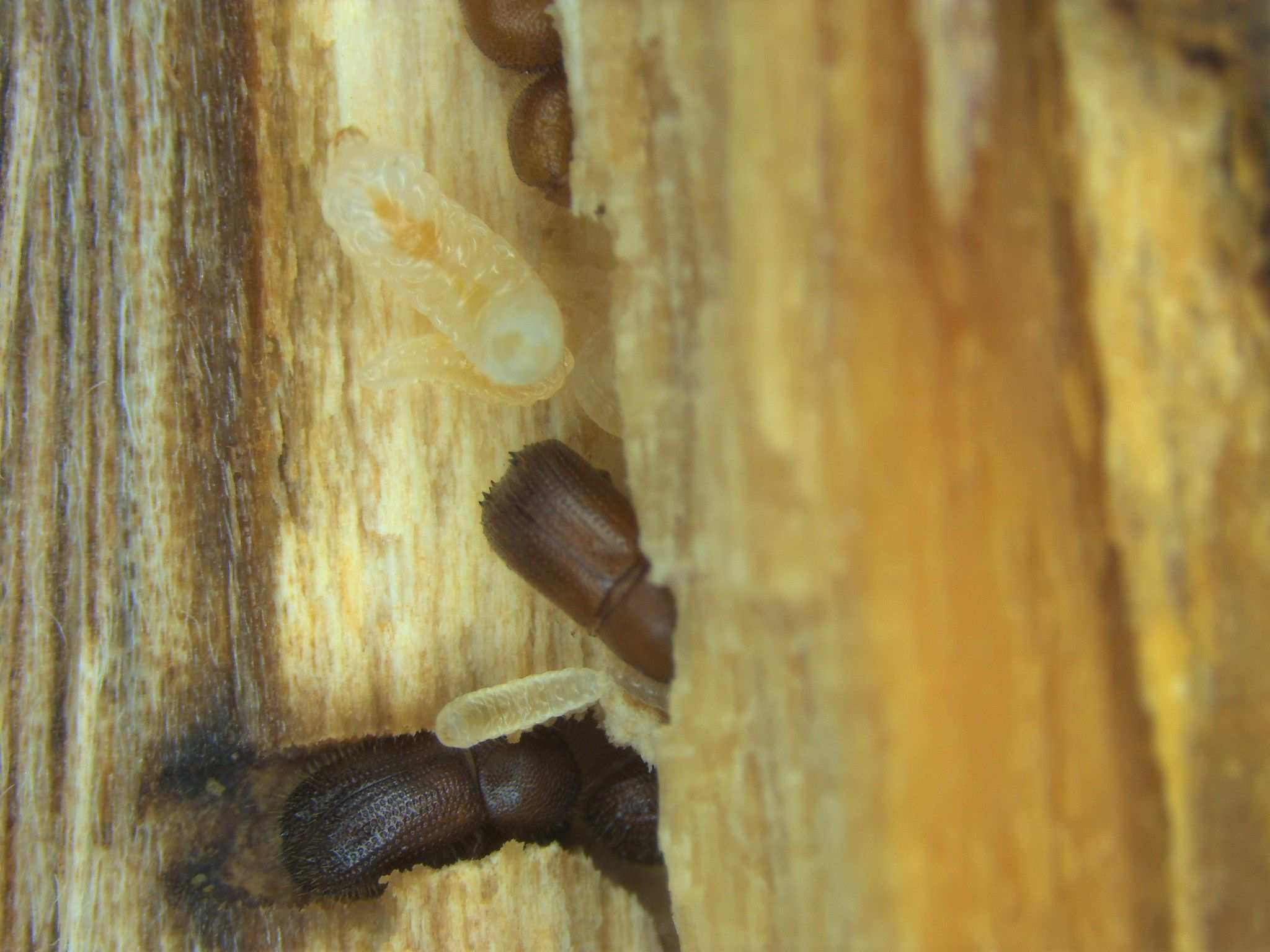 Ambrosiodmus hagedorni