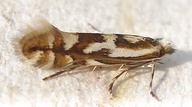 Phyllonorycter blancardella