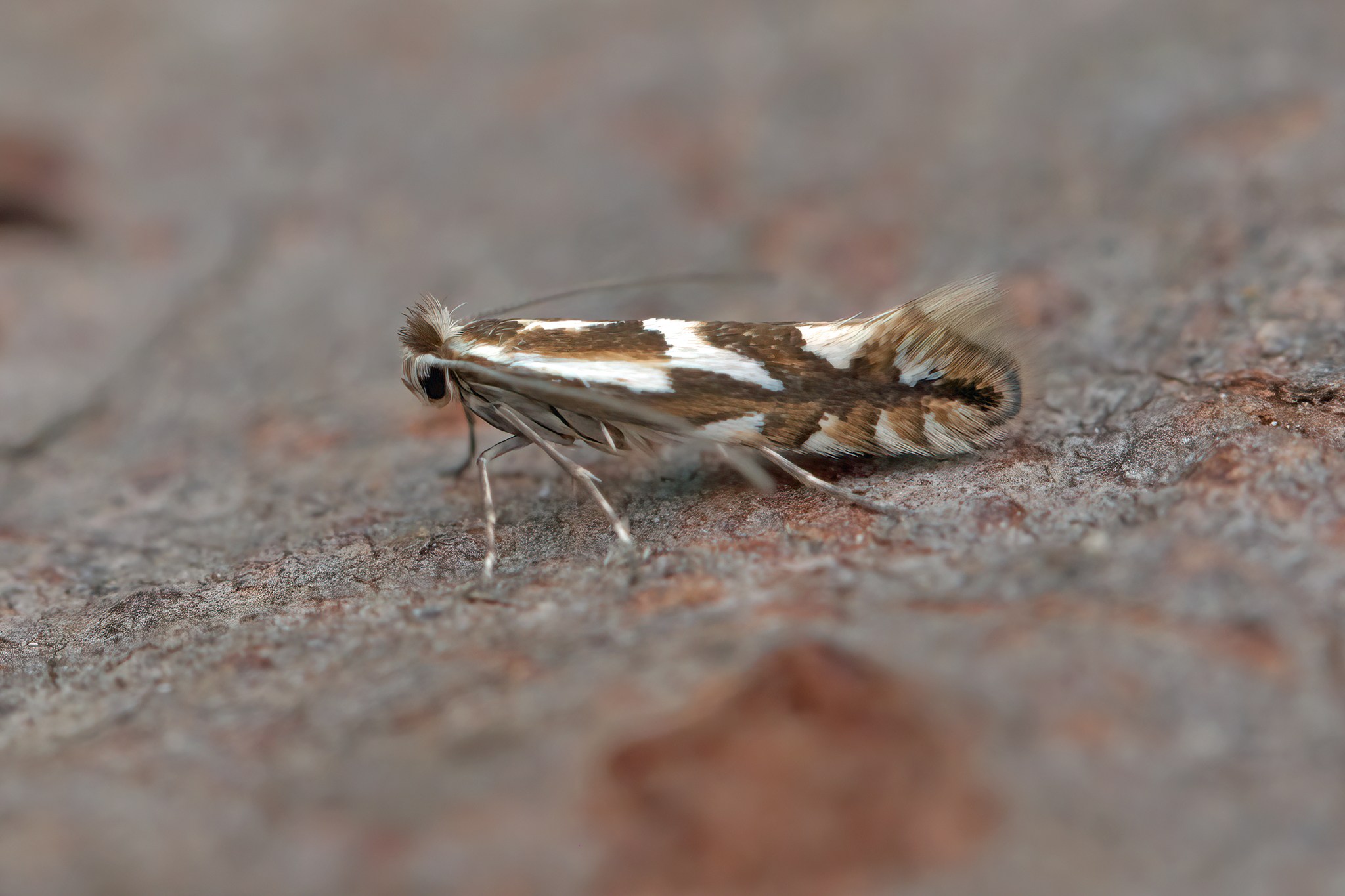 Phyllonorycter blancardella