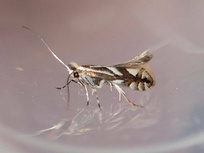 Phyllonorycter blancardella