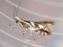 Phyllonorycter blancardella