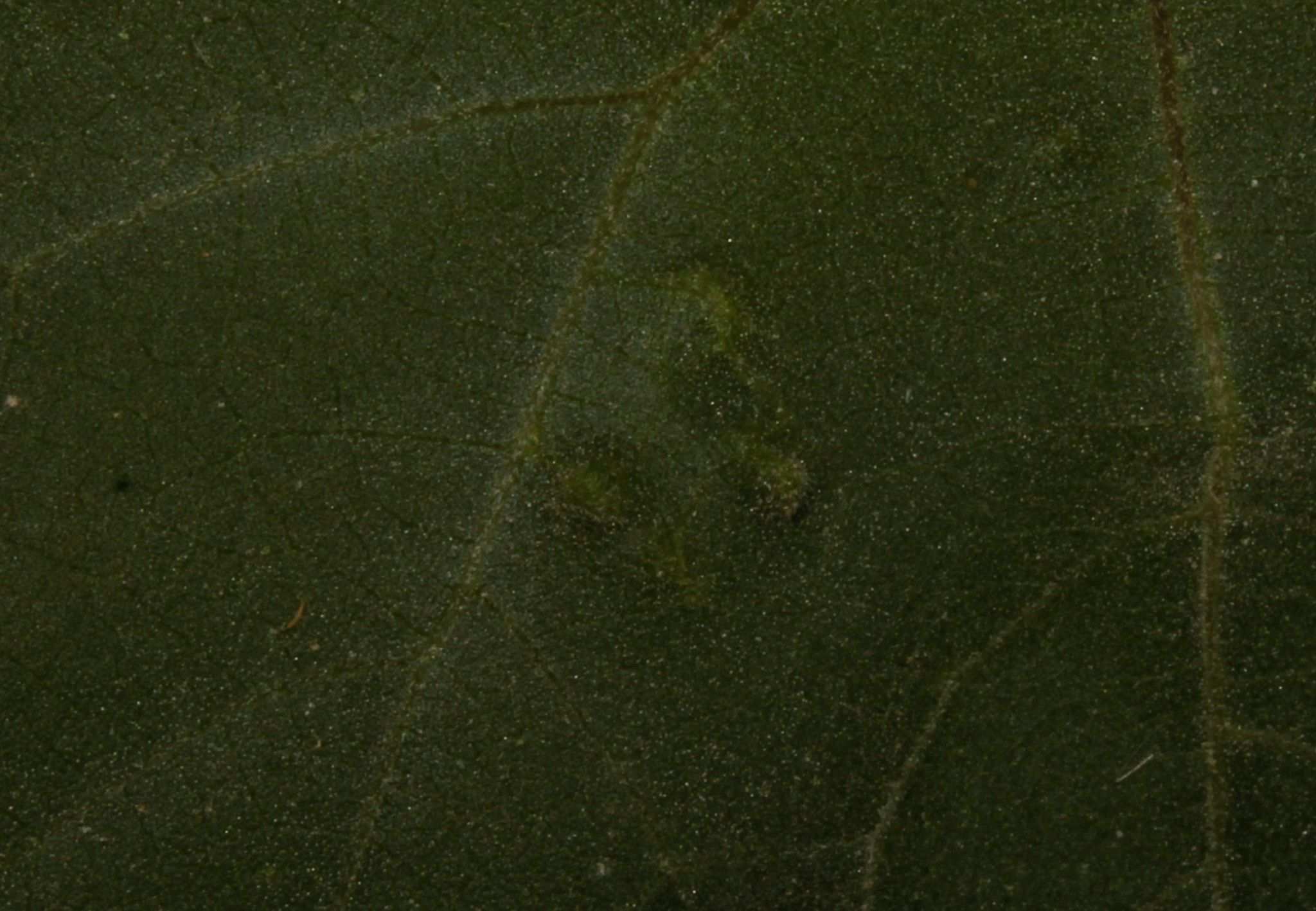 Bactericera nigricornis