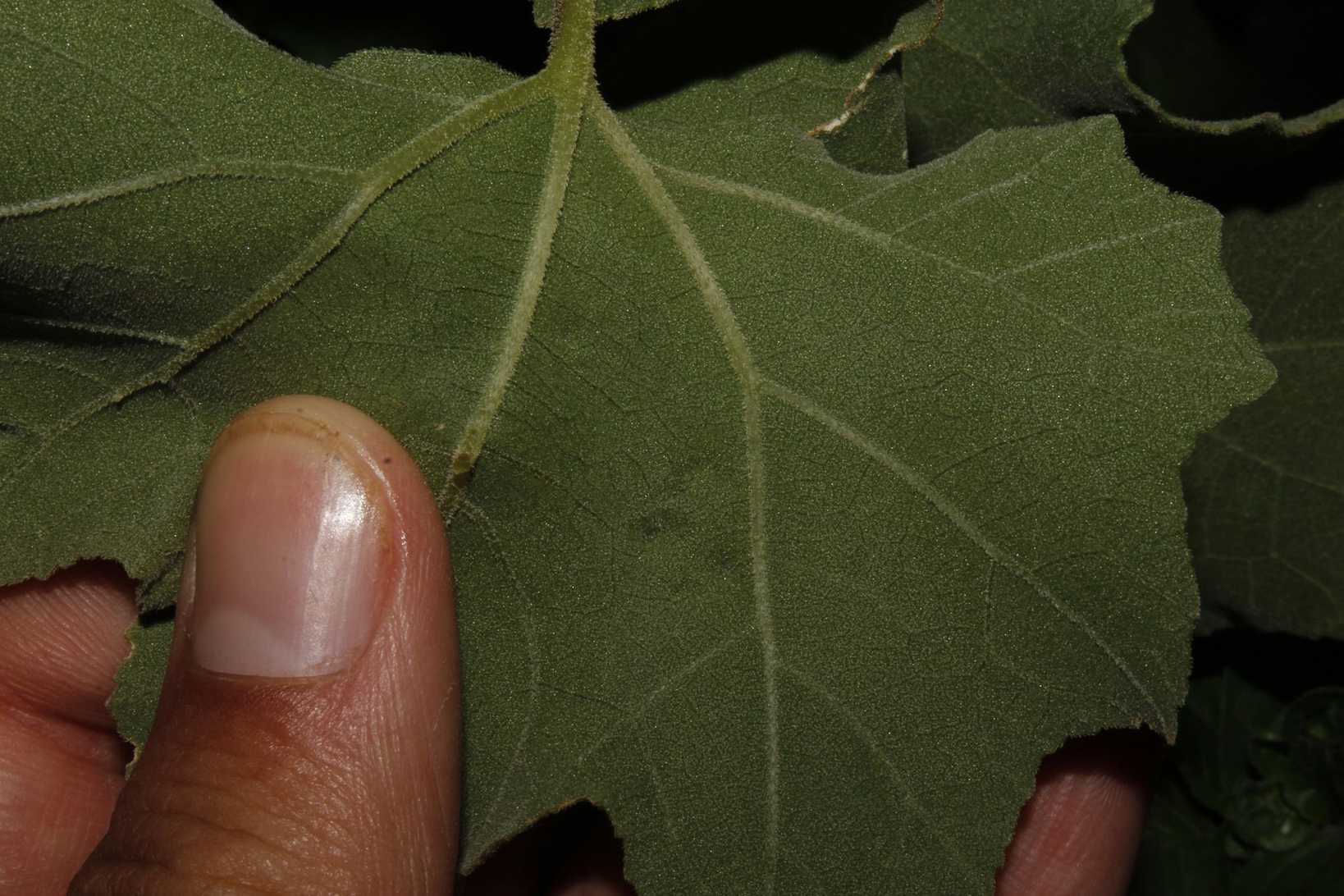 Bactericera nigricornis