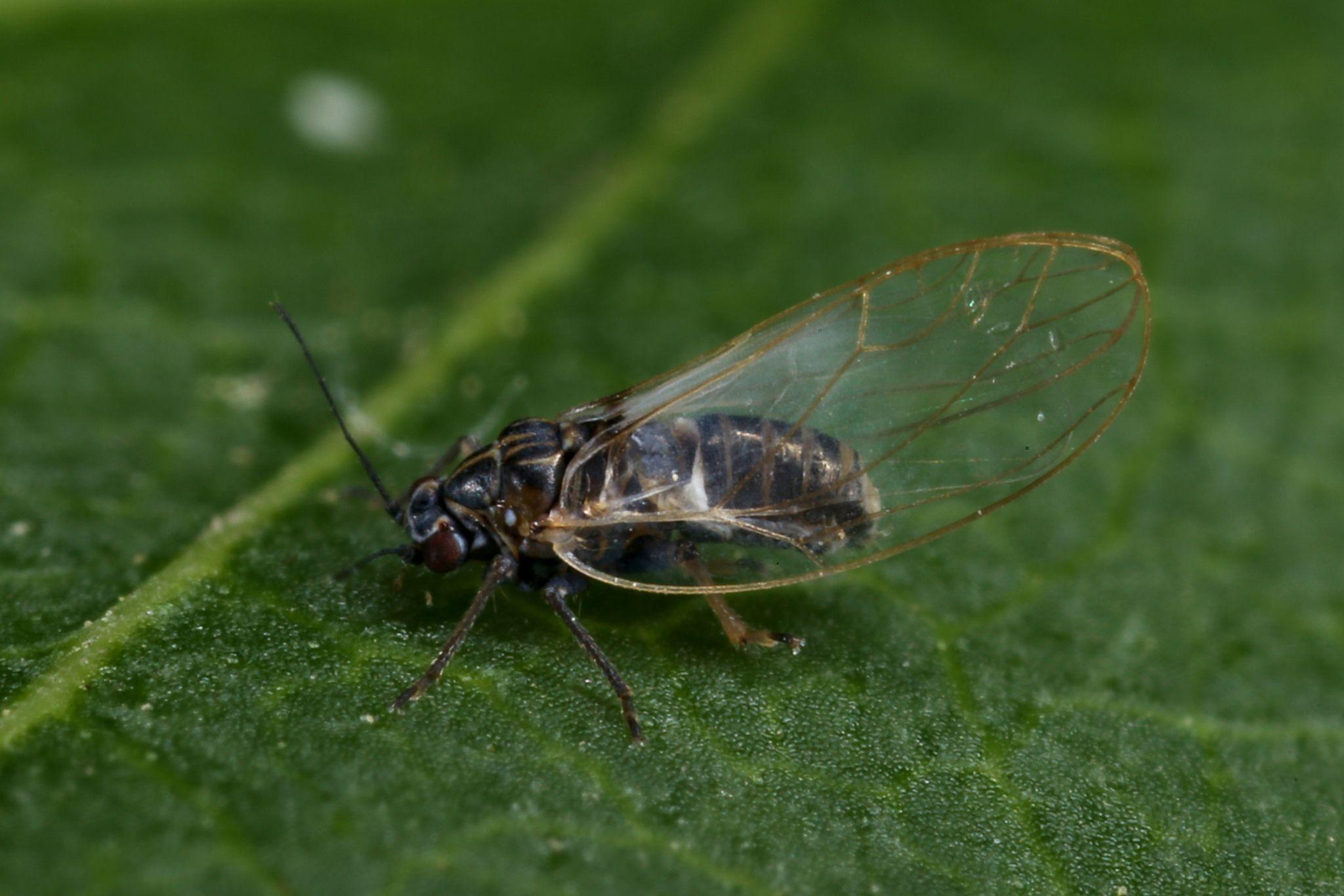 Bactericera nigricornis