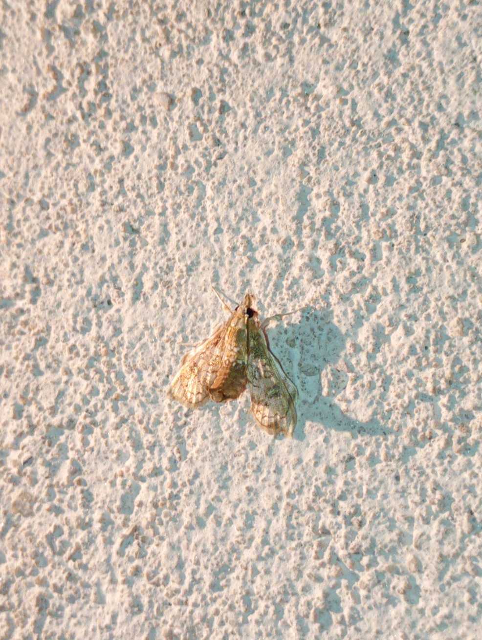 Megastes grandalis