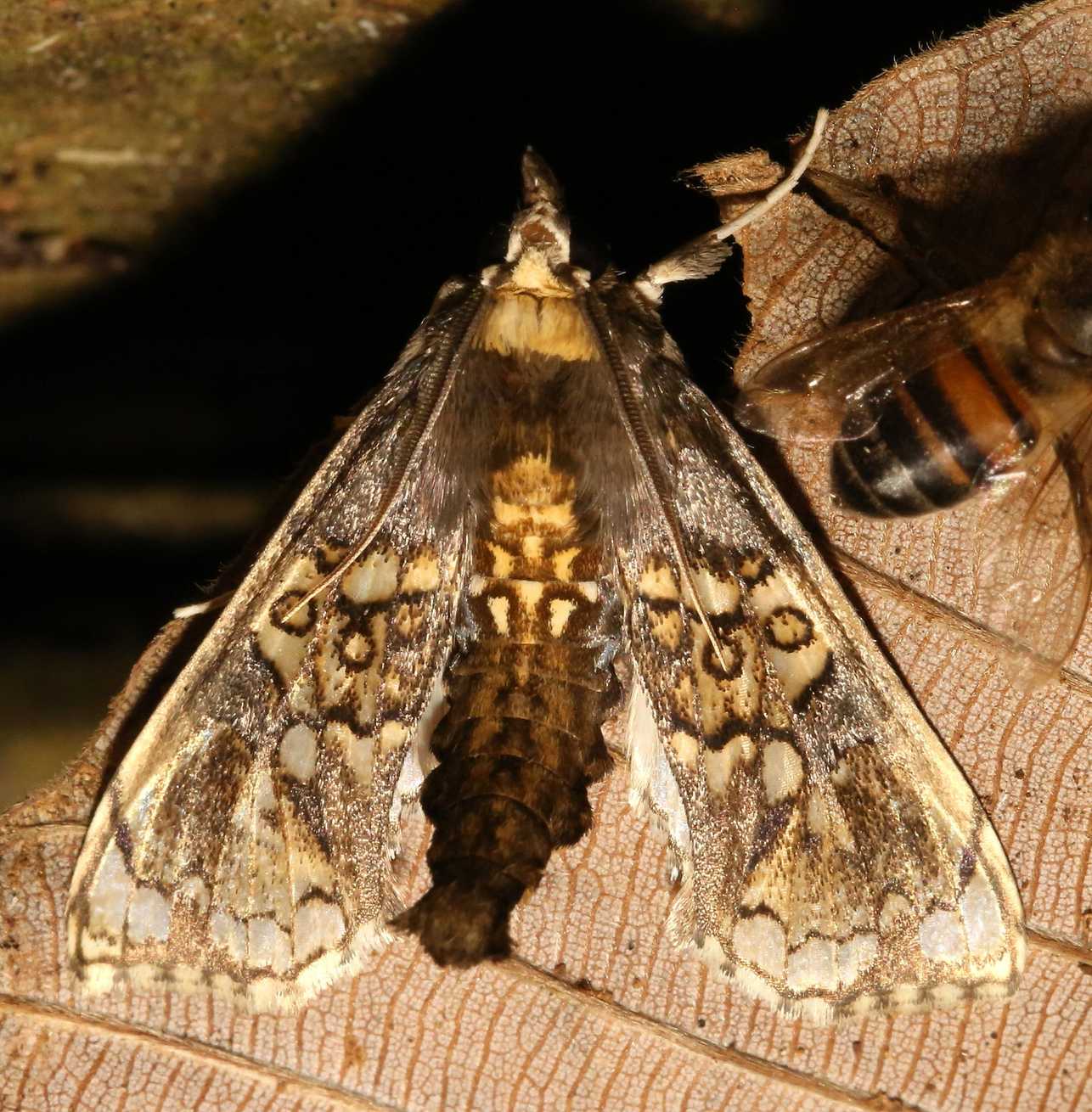 Megastes grandalis