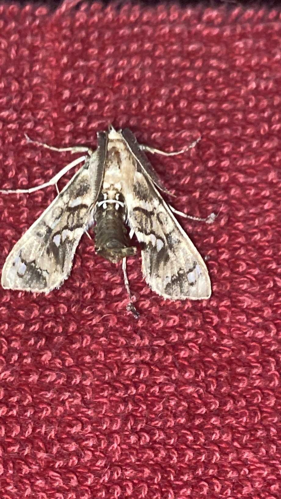 Megastes grandalis