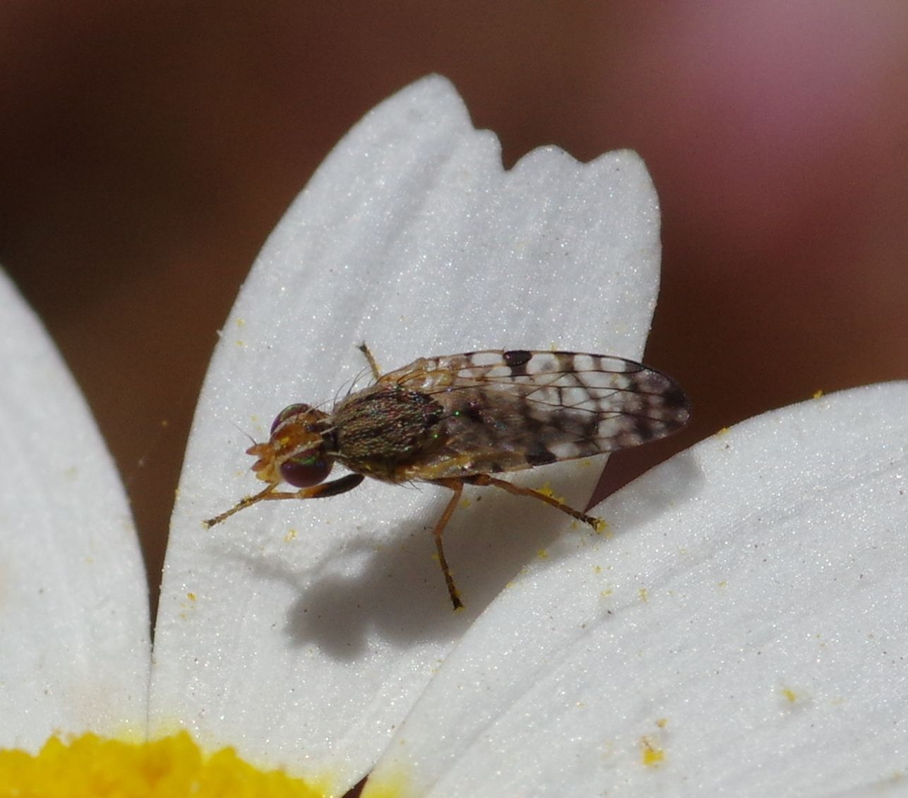 Campiglossa chilensis