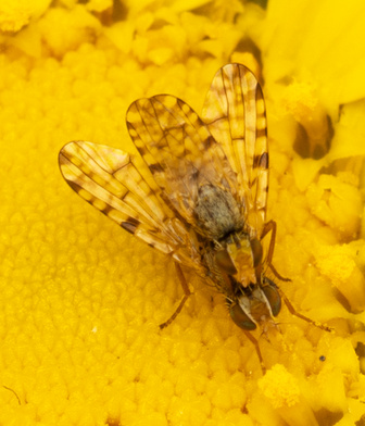 Campiglossa chilensis