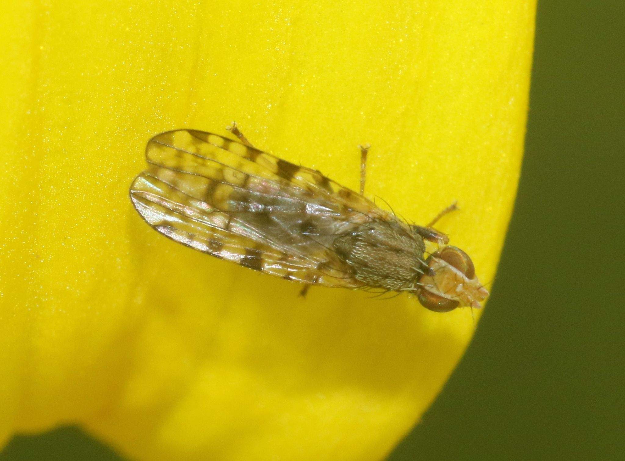 Campiglossa chilensis