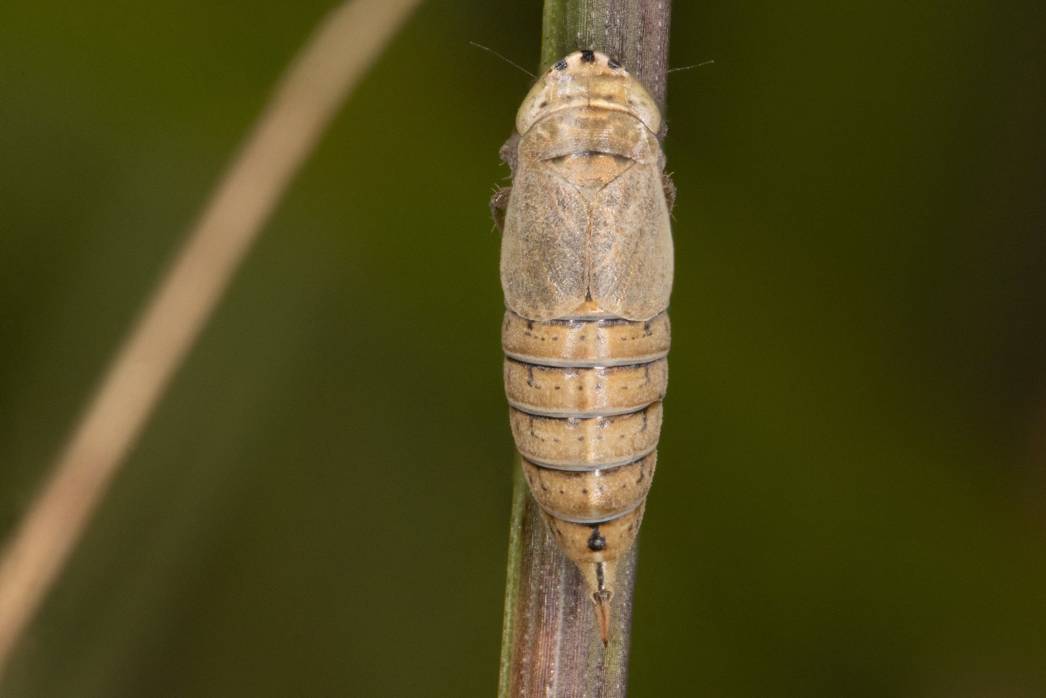 Doratura