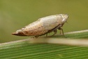 Doratura