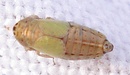 Doratura