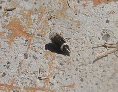 Doratura