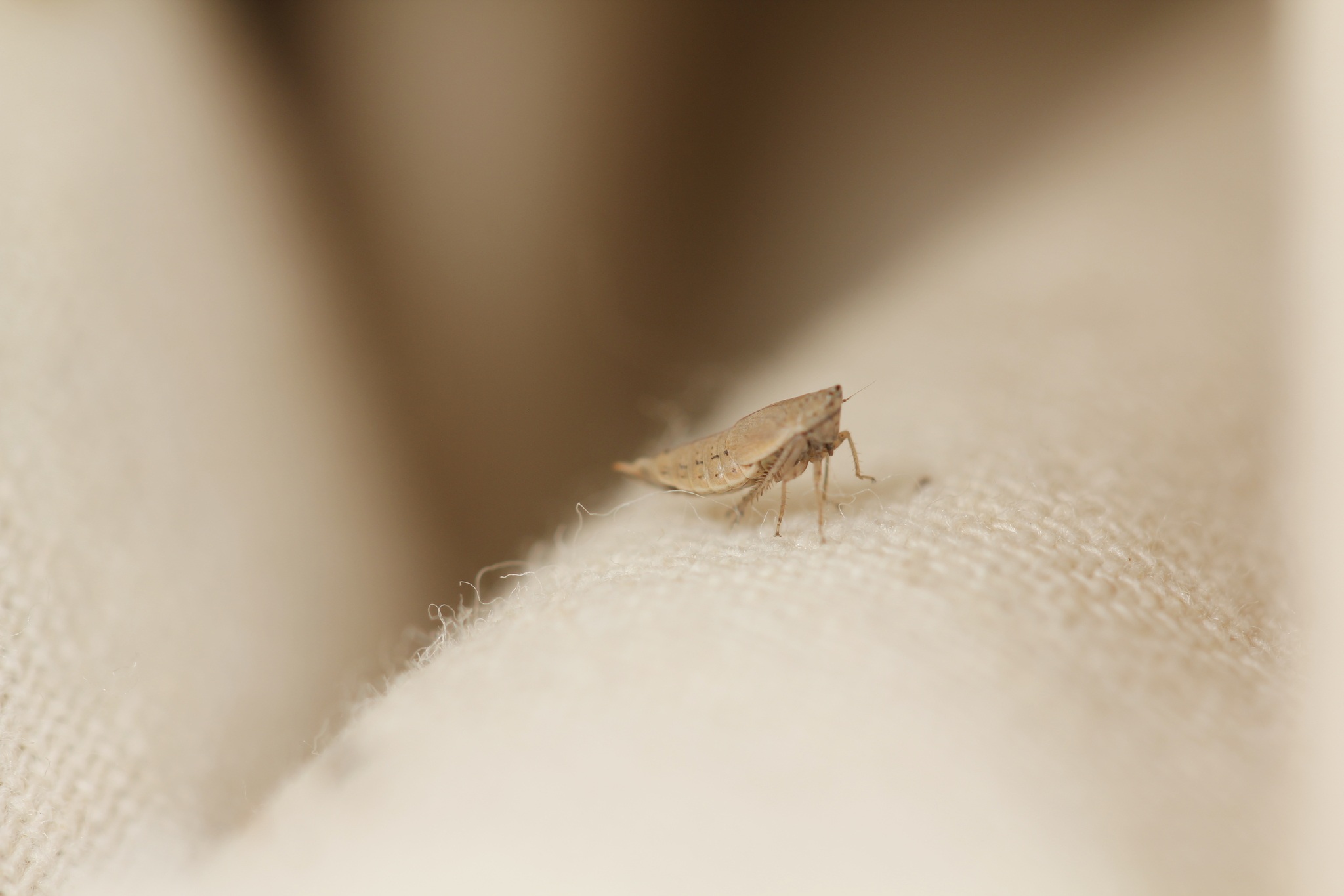 Doratura