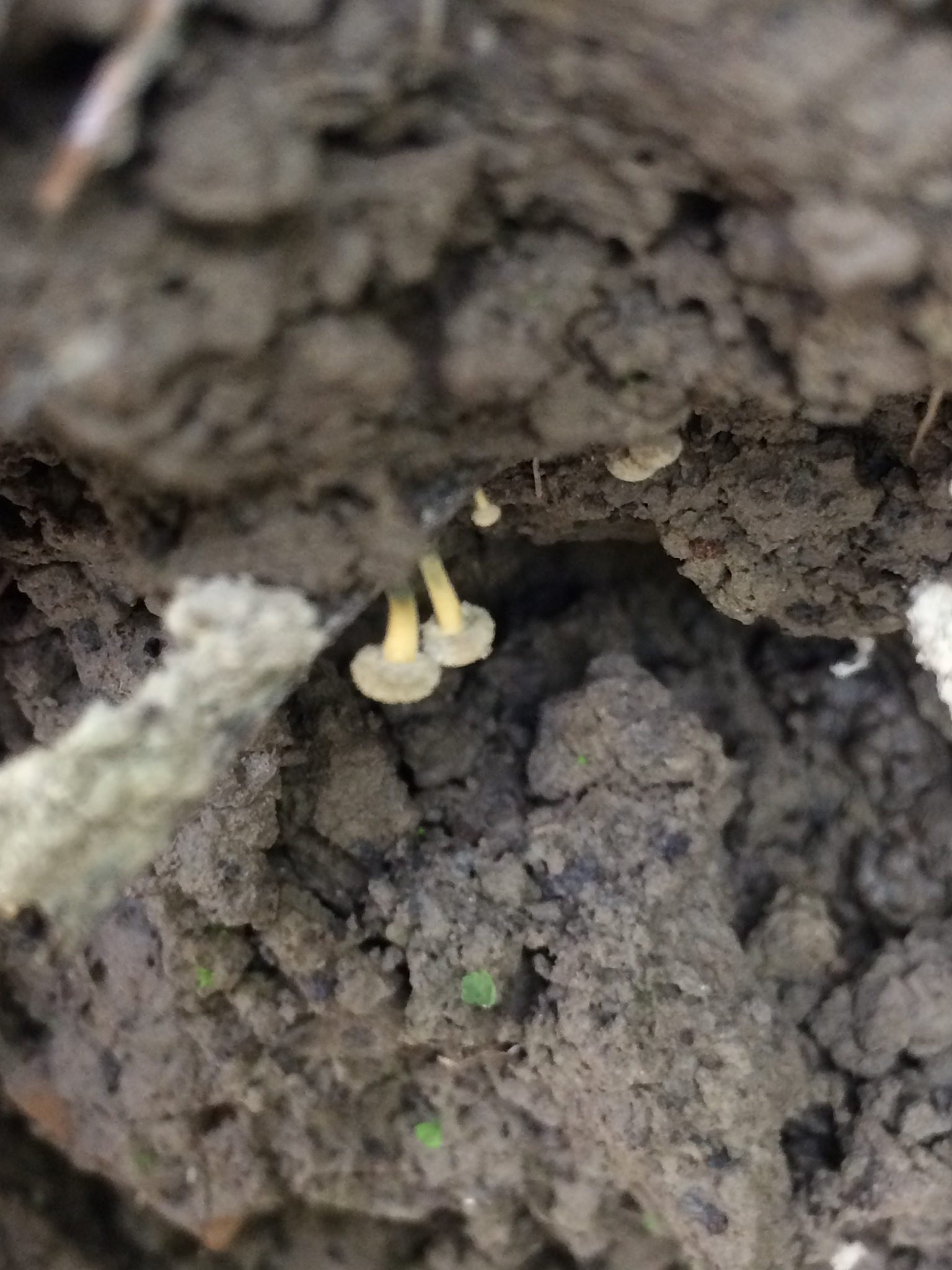 Roesleria subterranea