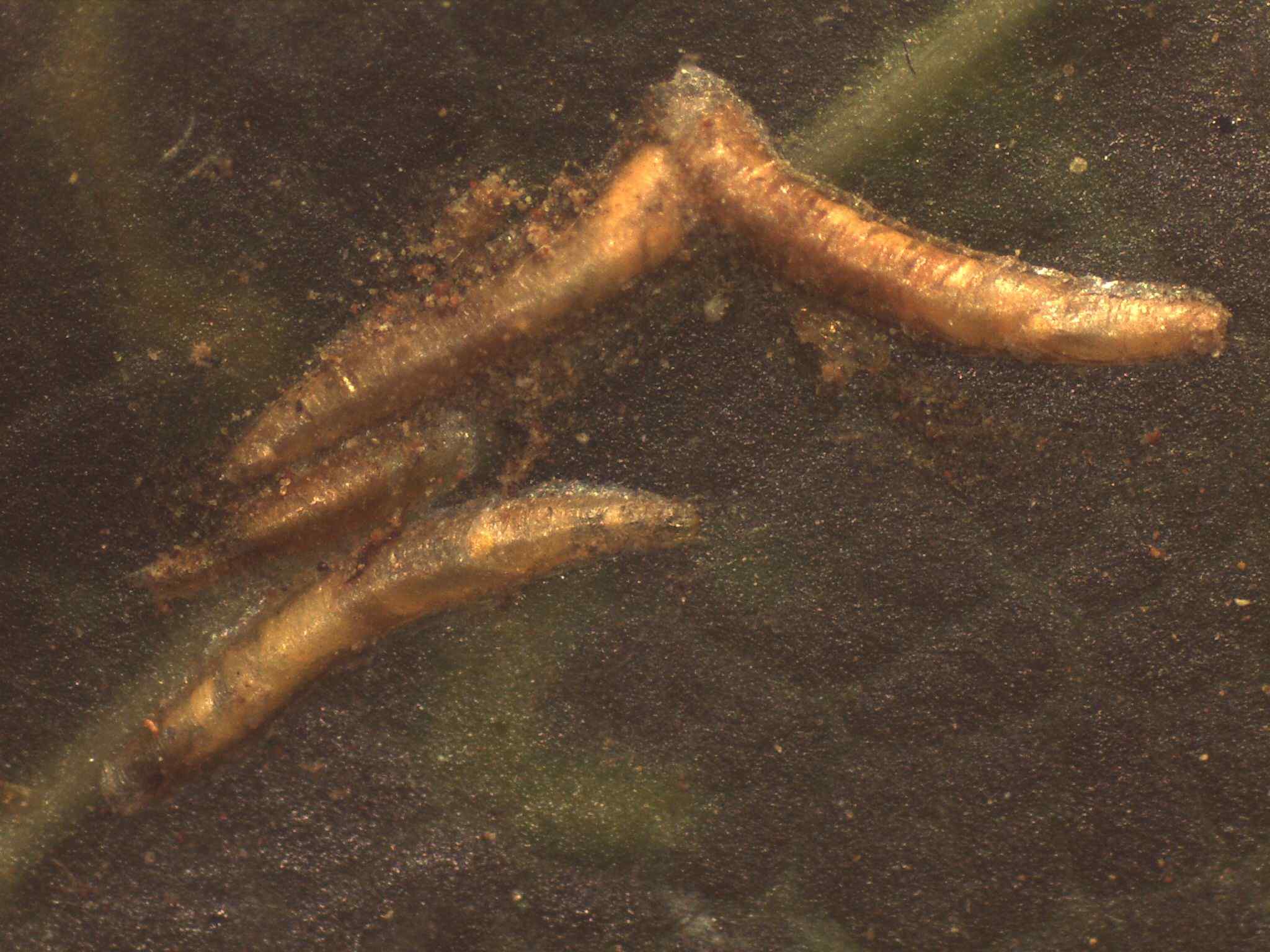 Andaspis