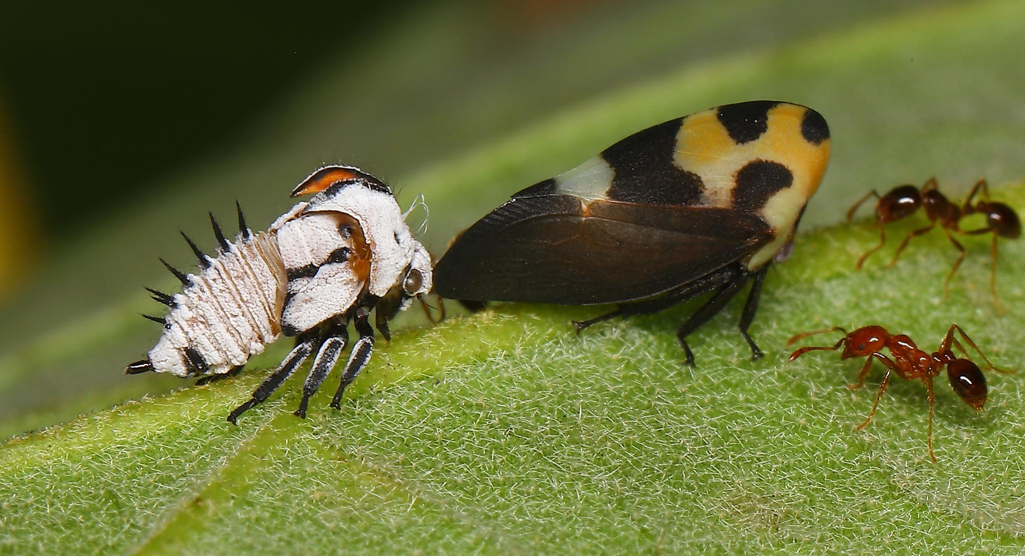 Membracis