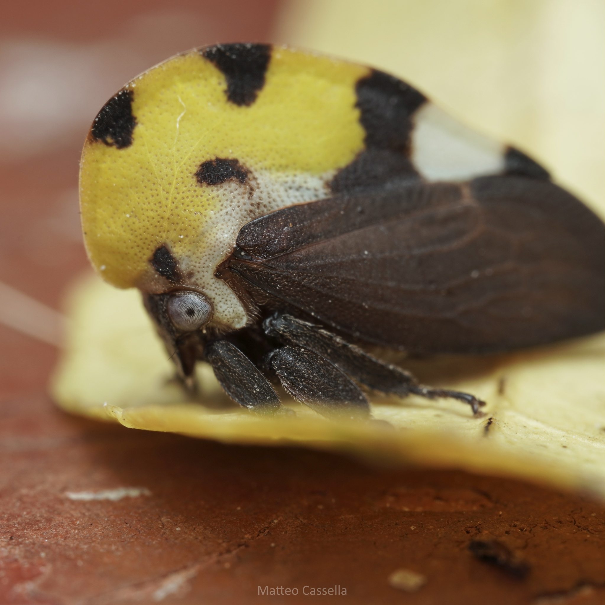 Membracis