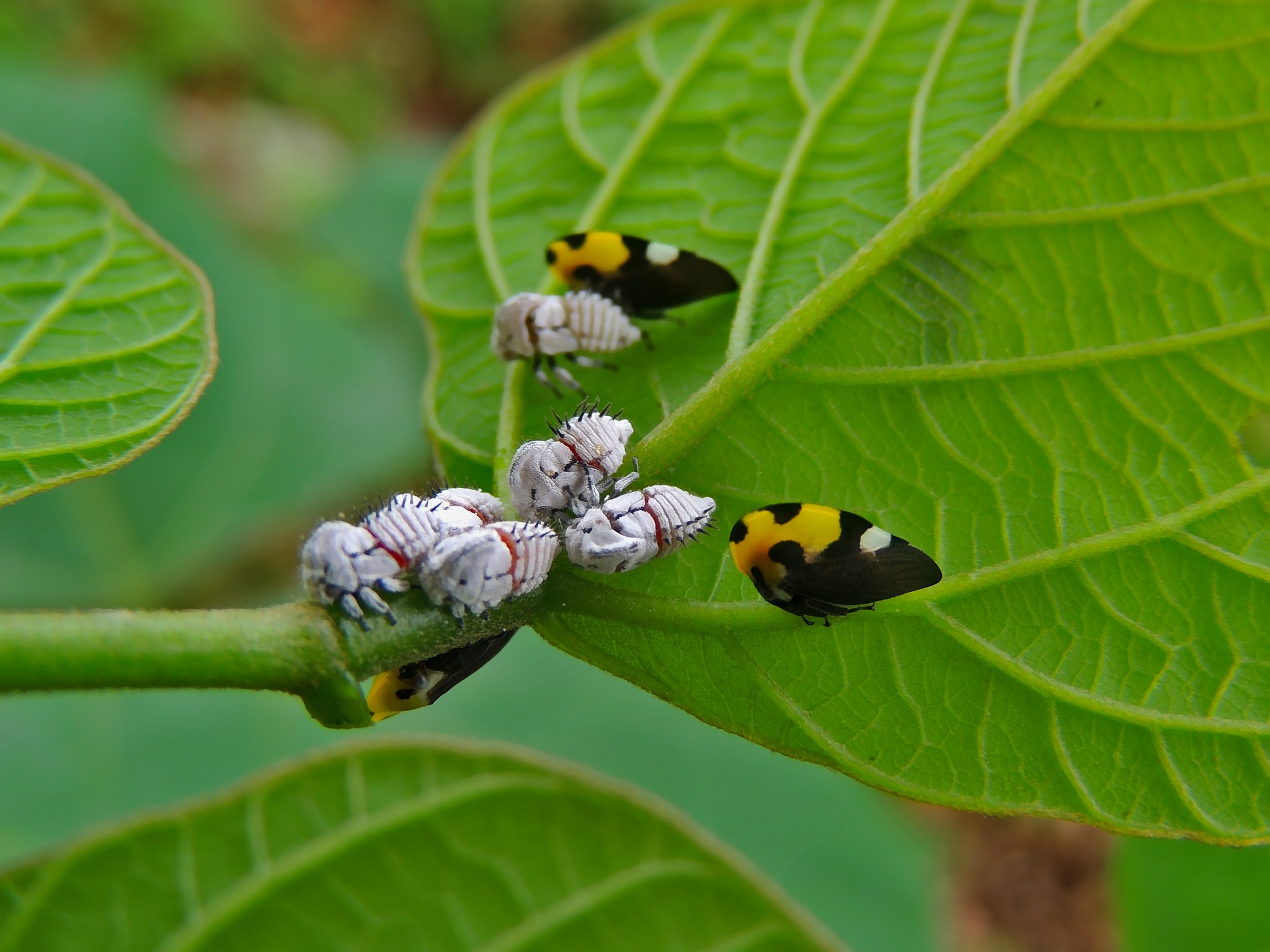 Membracis