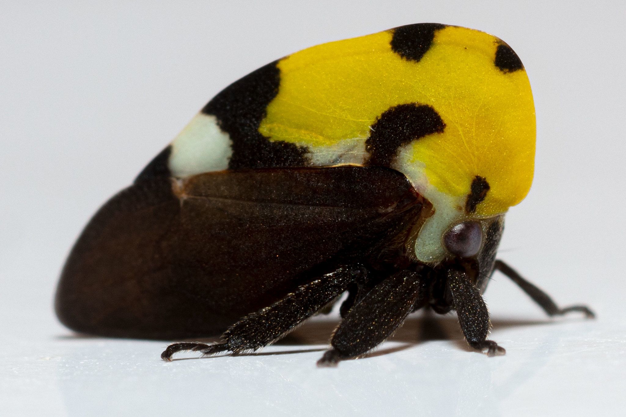 Membracis