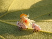 Membracis