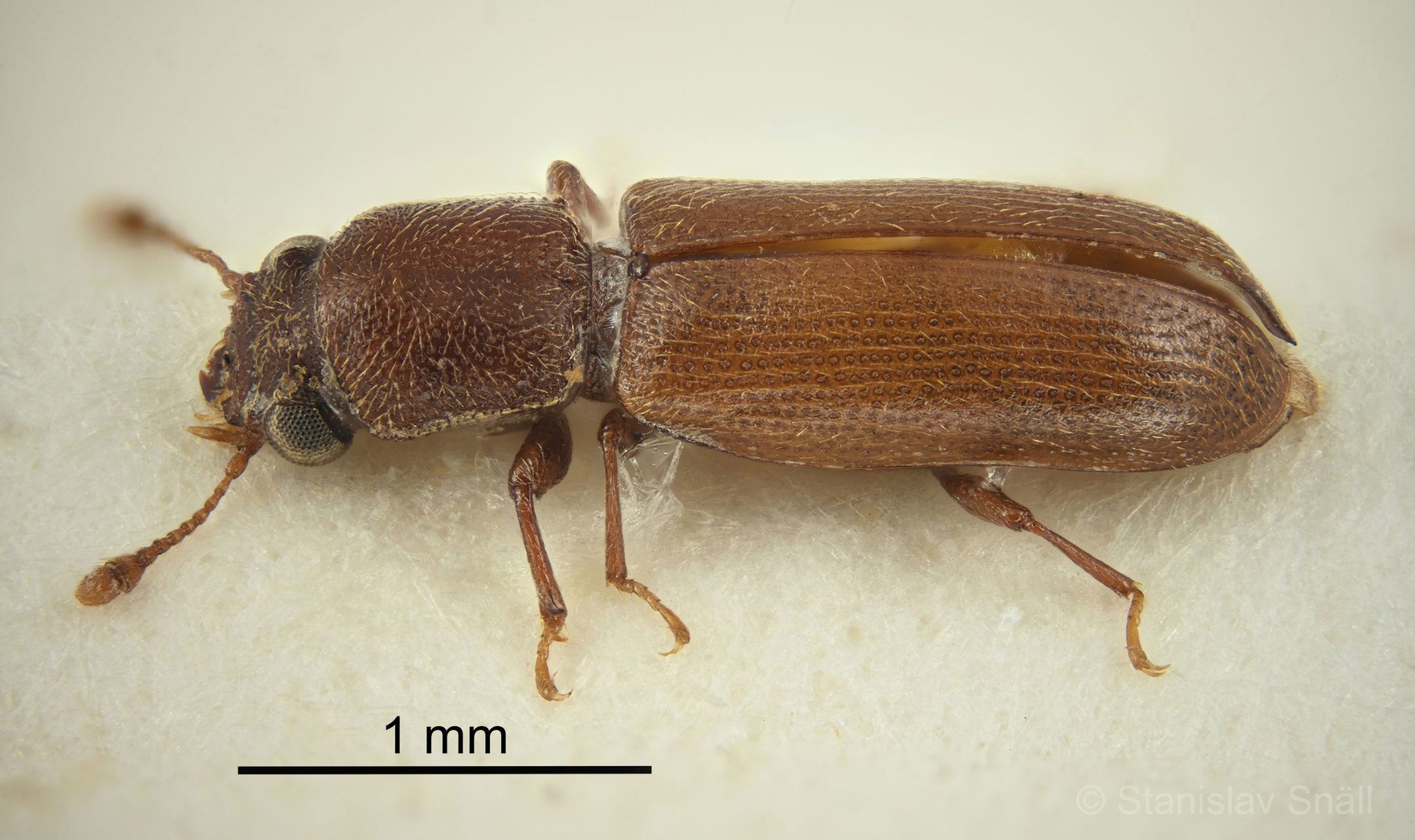 Lyctus africanus