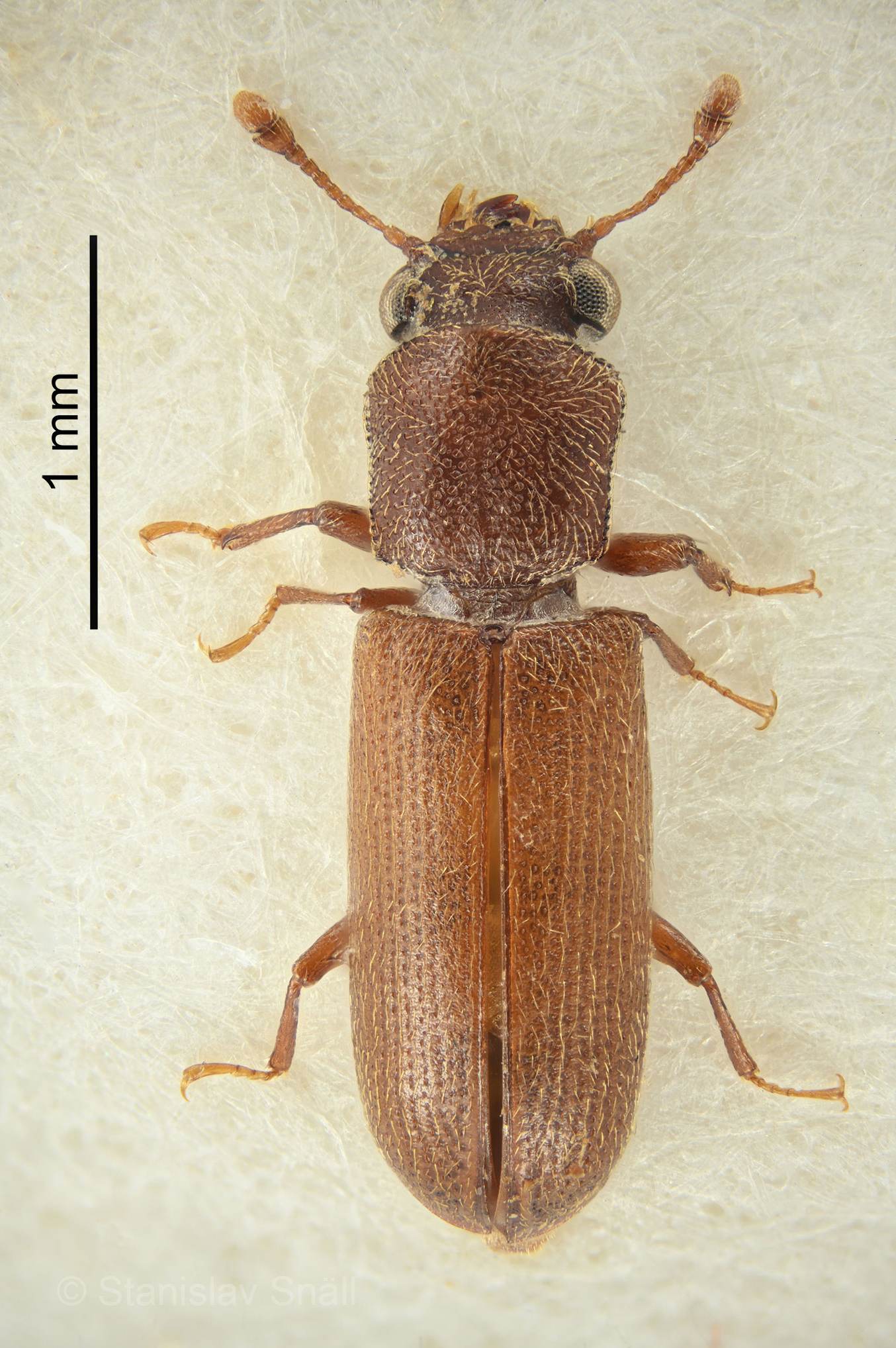 Lyctus africanus