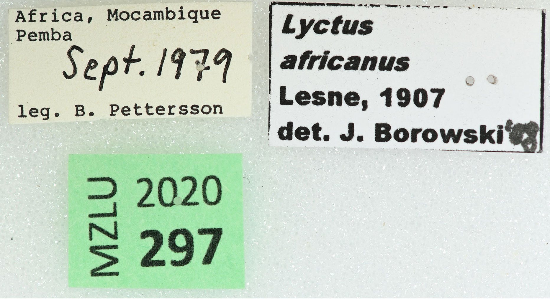 Lyctus africanus