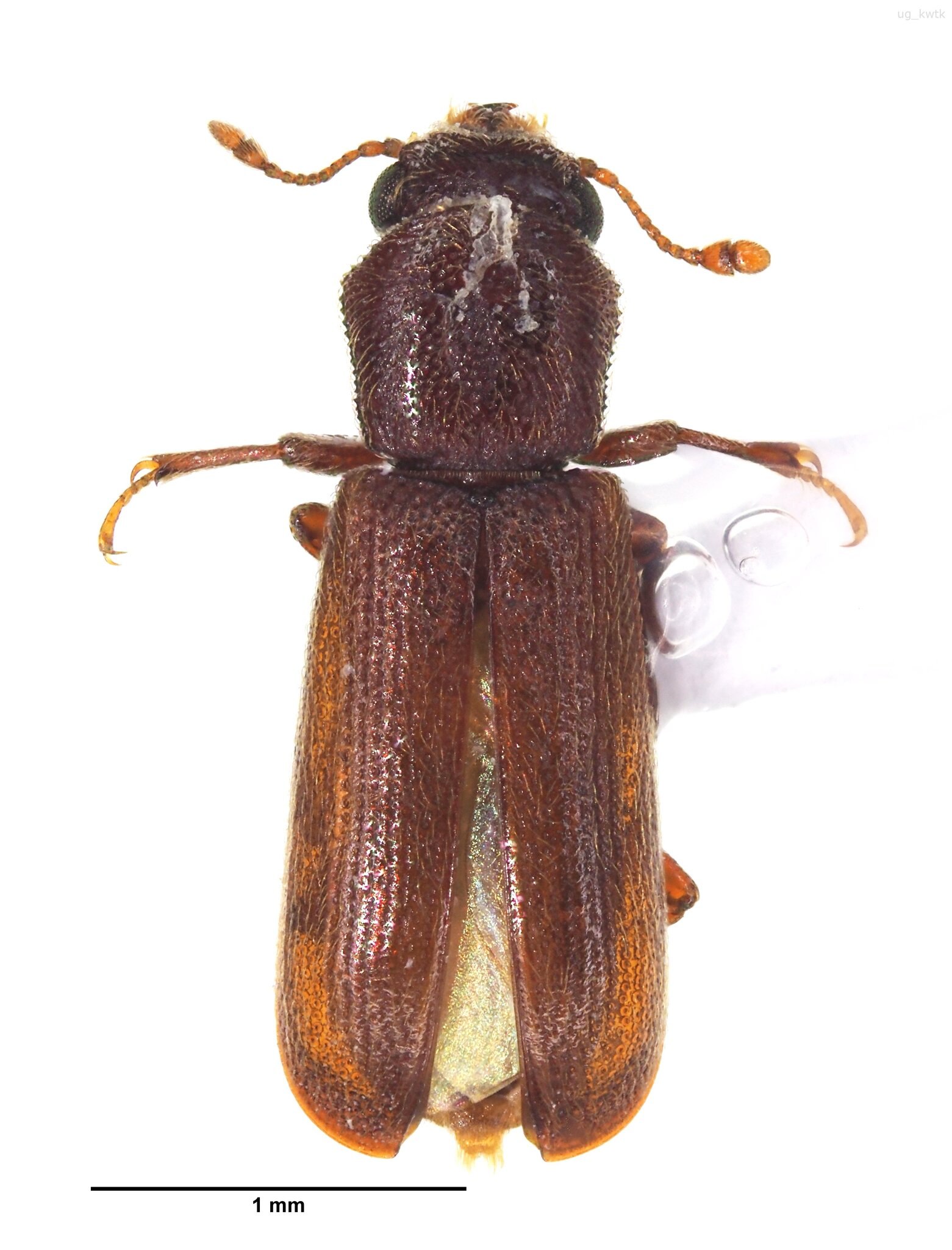 Lyctus africanus