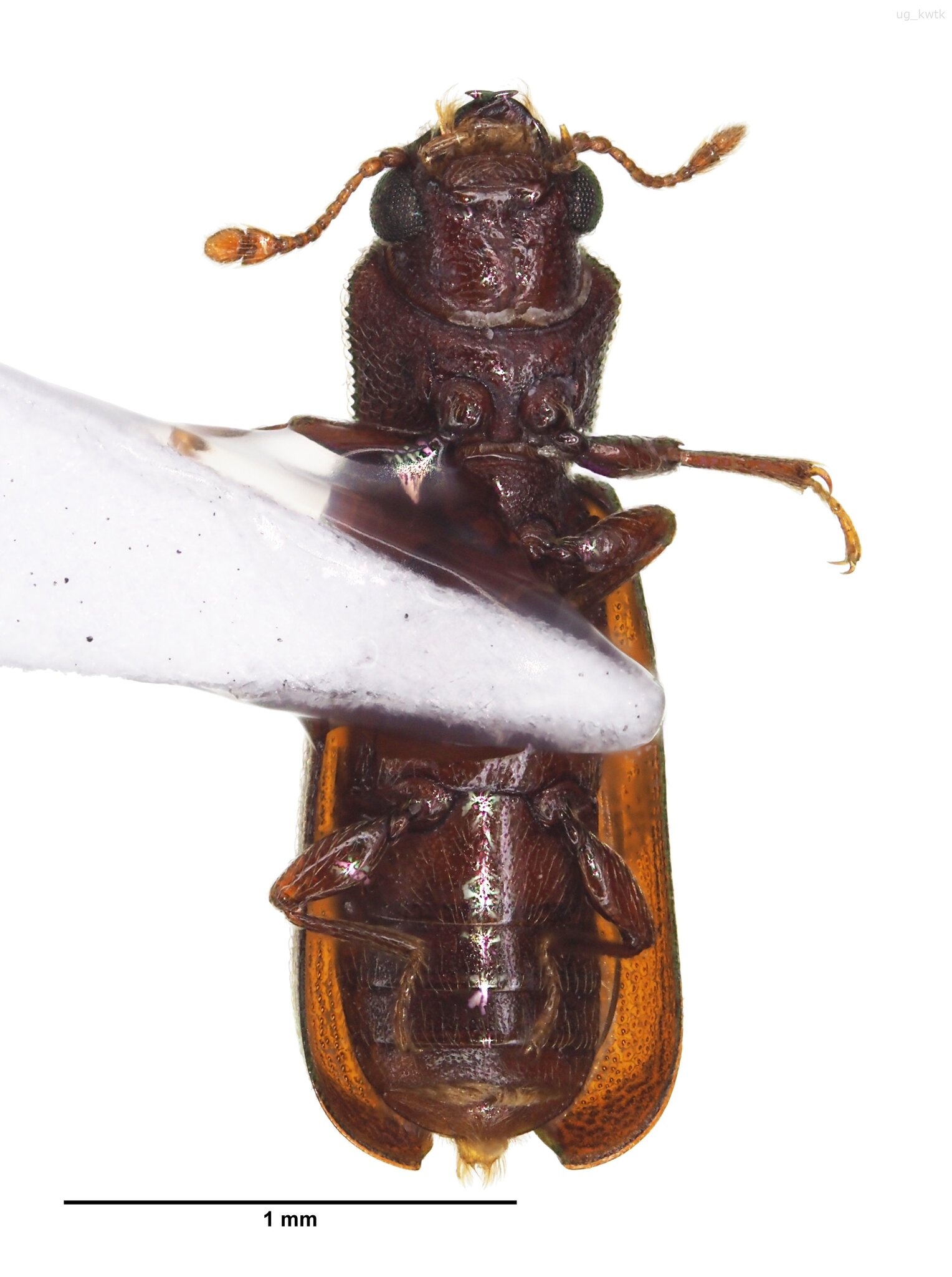 Lyctus africanus