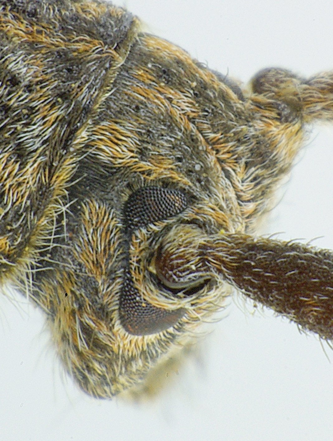 Mesosa