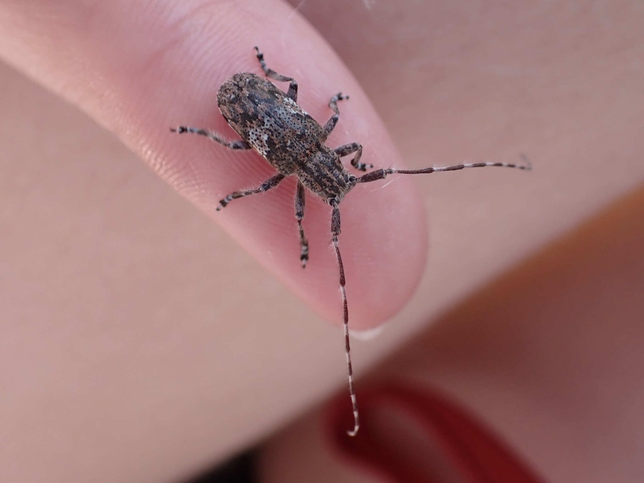 Mesosa