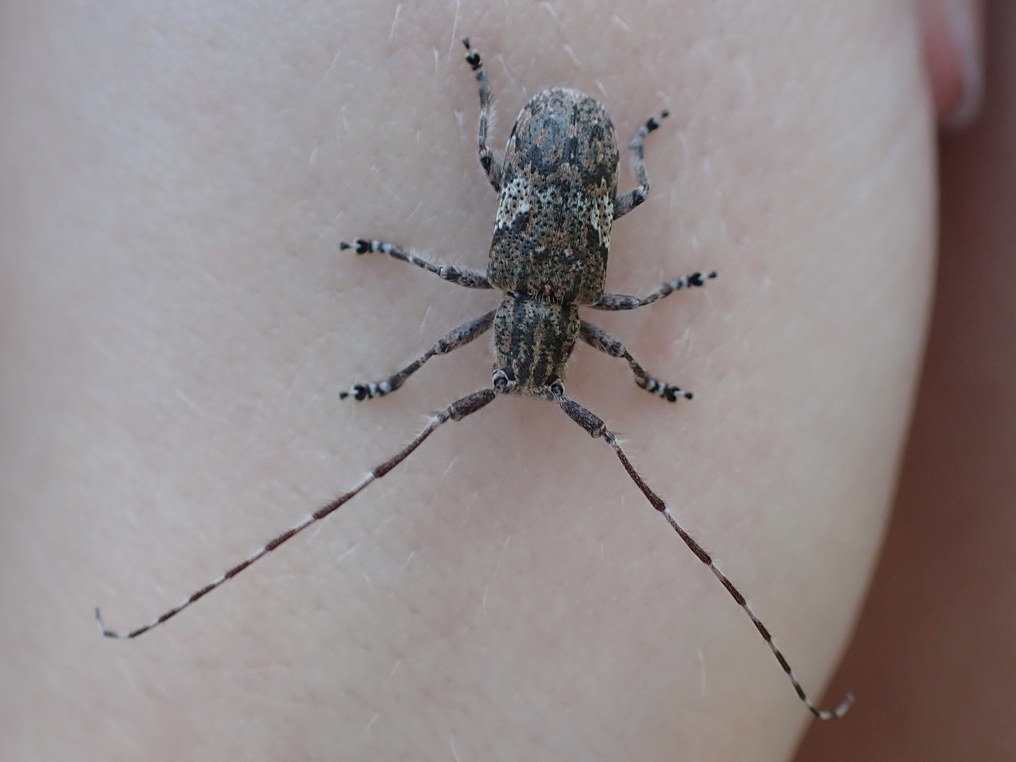 Mesosa