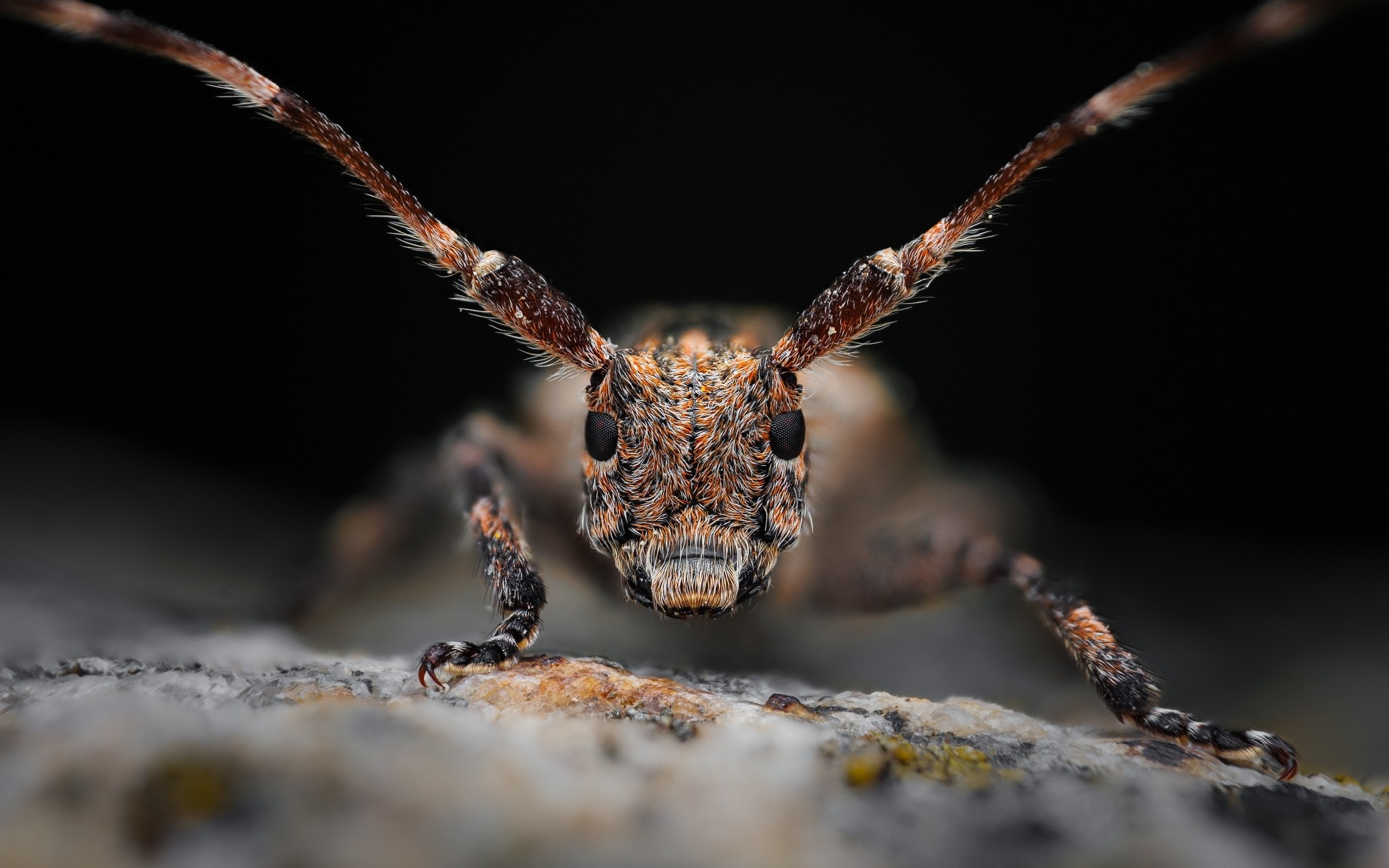 Mesosa