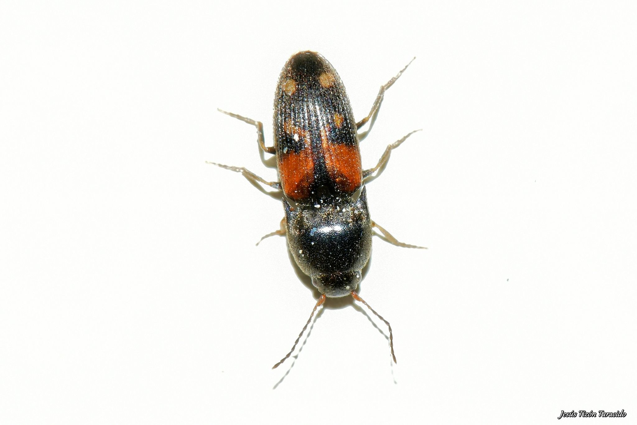 Drasterius