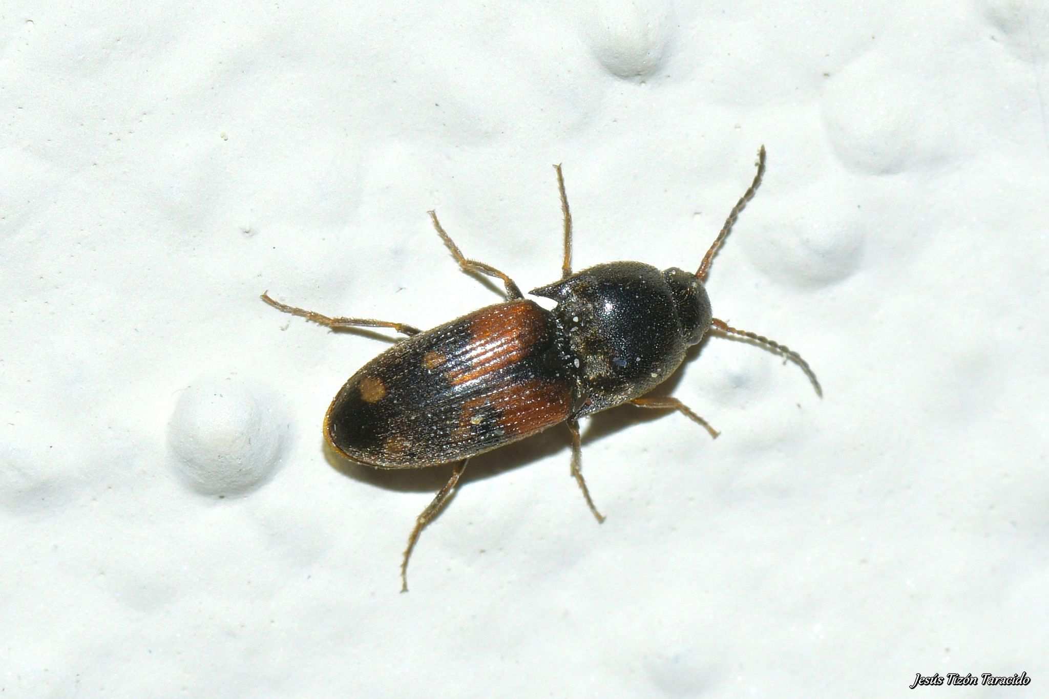 Drasterius