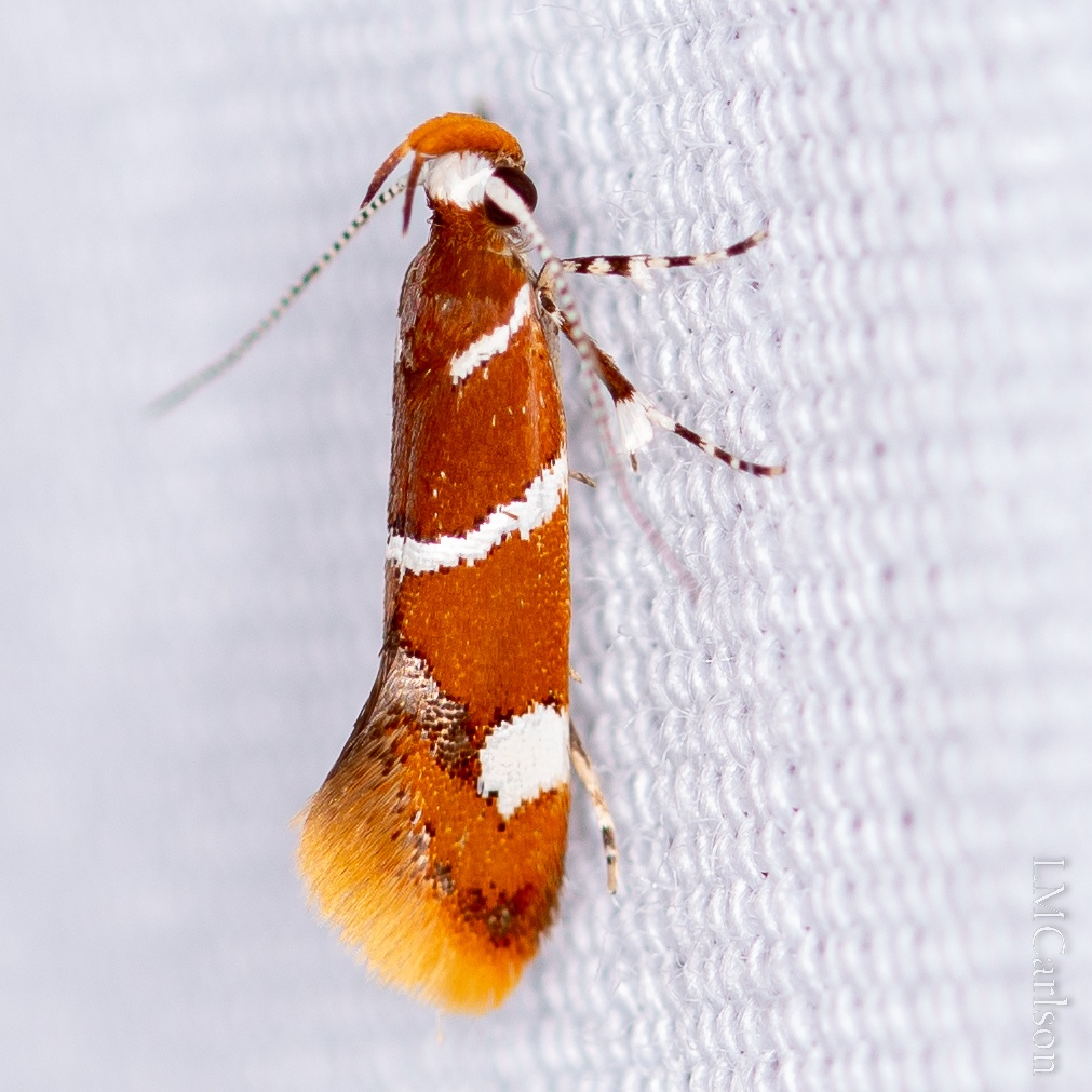 Promalactis suzukiella