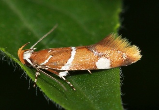 Promalactis suzukiella
