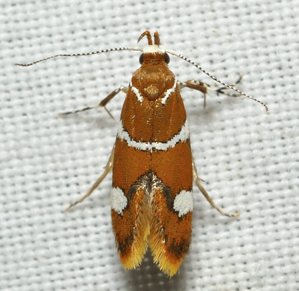 Promalactis suzukiella