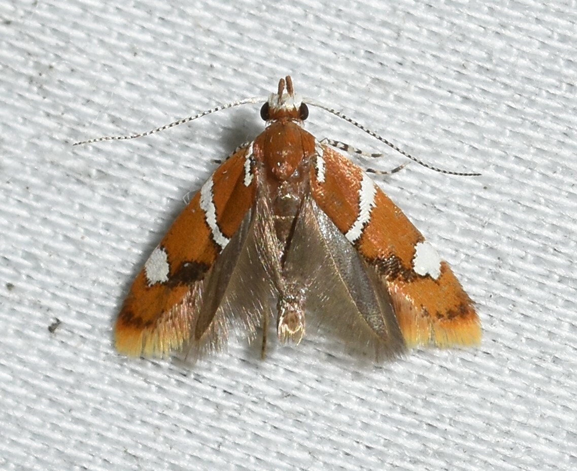 Promalactis suzukiella
