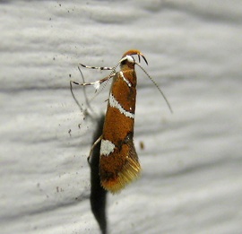 Promalactis suzukiella