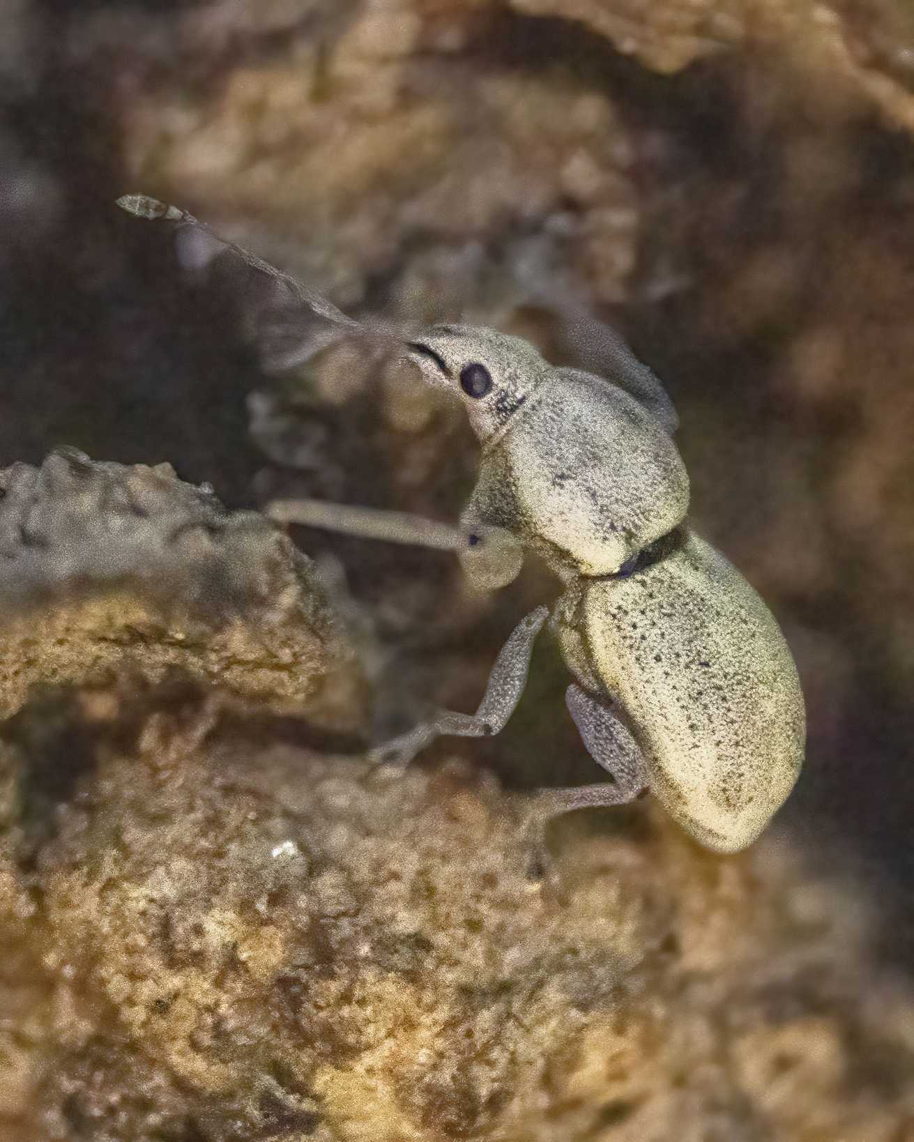 Pantomorus albicans