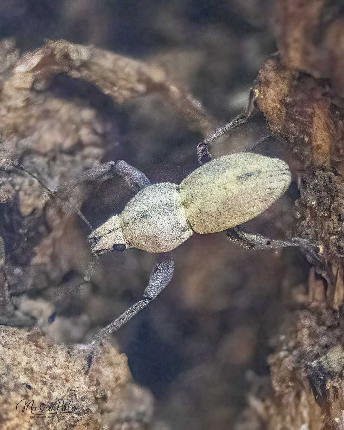 Pantomorus albicans