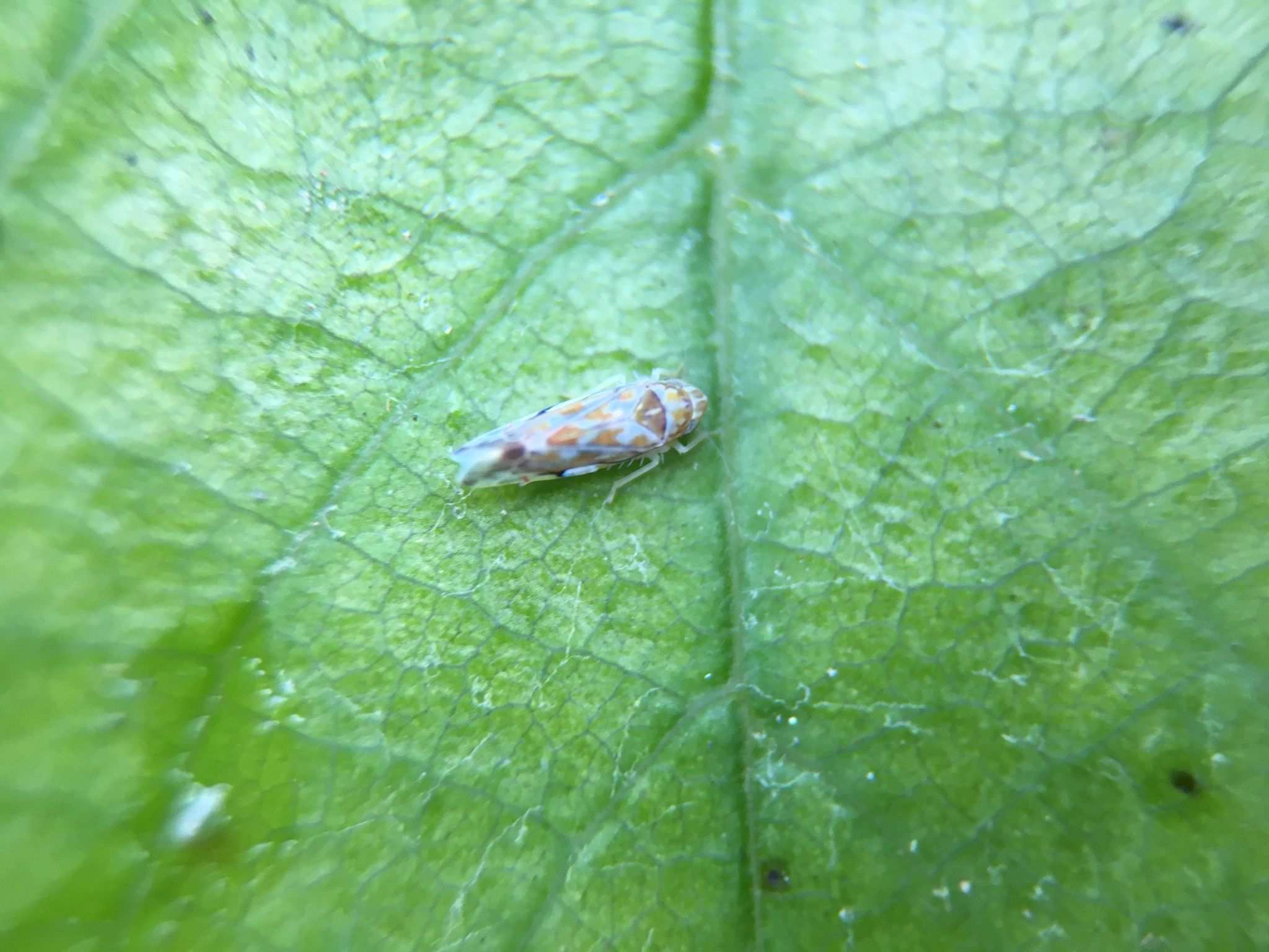 Erasmoneura variabilis